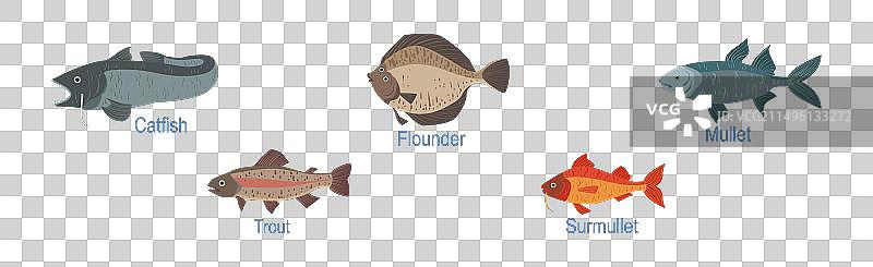 淡水鱼侧视图与名称图片素材