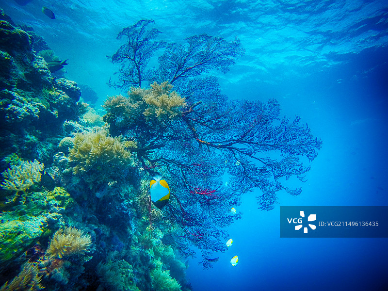 在帕劳潜水看到的海底景观图片素材