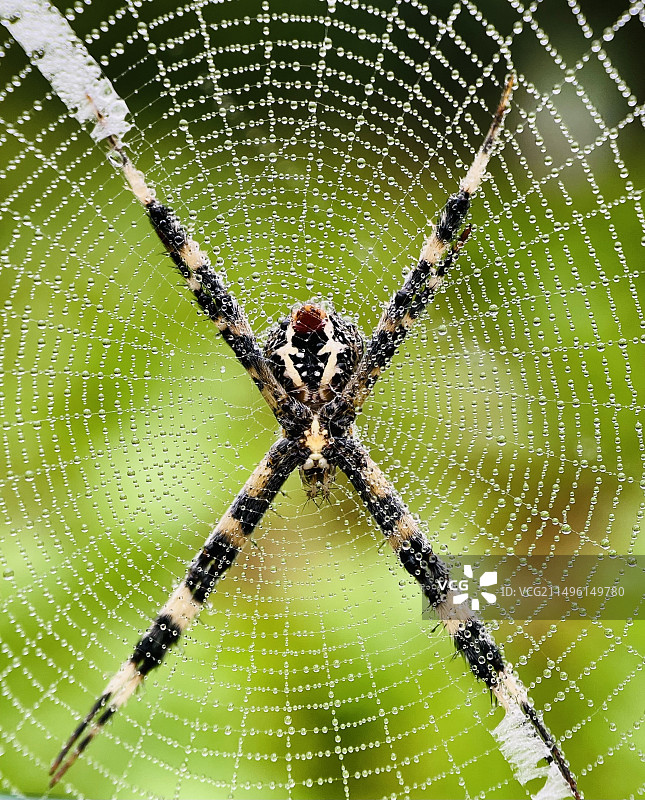 蜘蛛侠图片素材