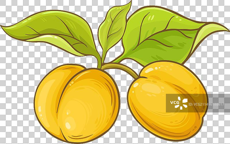 带彩色叶子的杏子水果图片素材