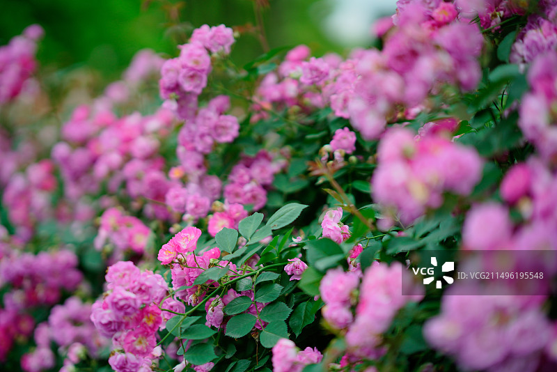 彩虹湾公园美丽盛开的蔷薇花图片素材