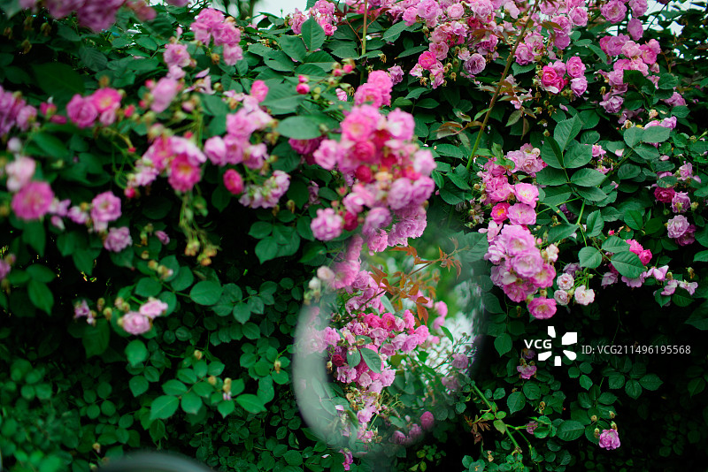 彩虹湾公园美丽盛开的蔷薇花图片素材