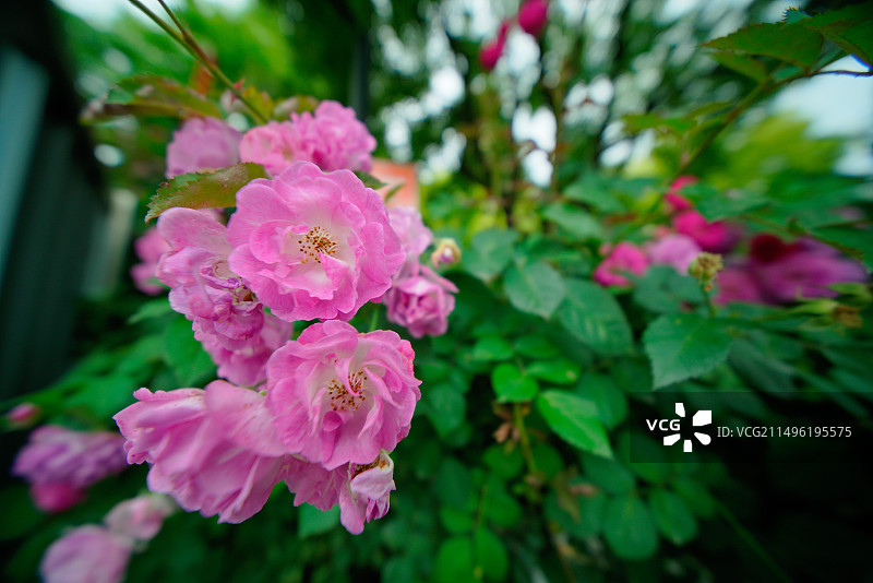 彩虹湾公园美丽盛开的蔷薇花图片素材