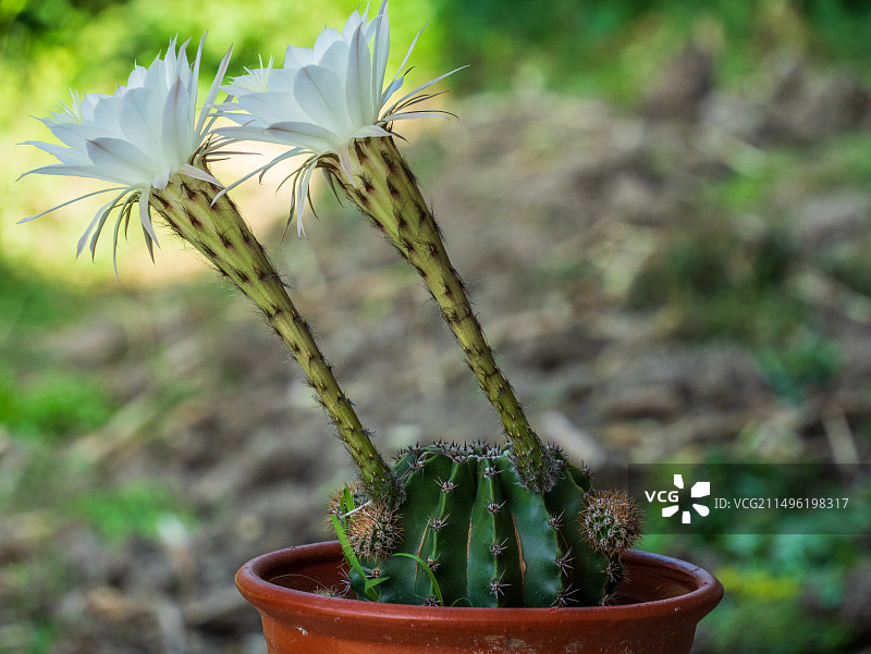仙人球开花了图片素材