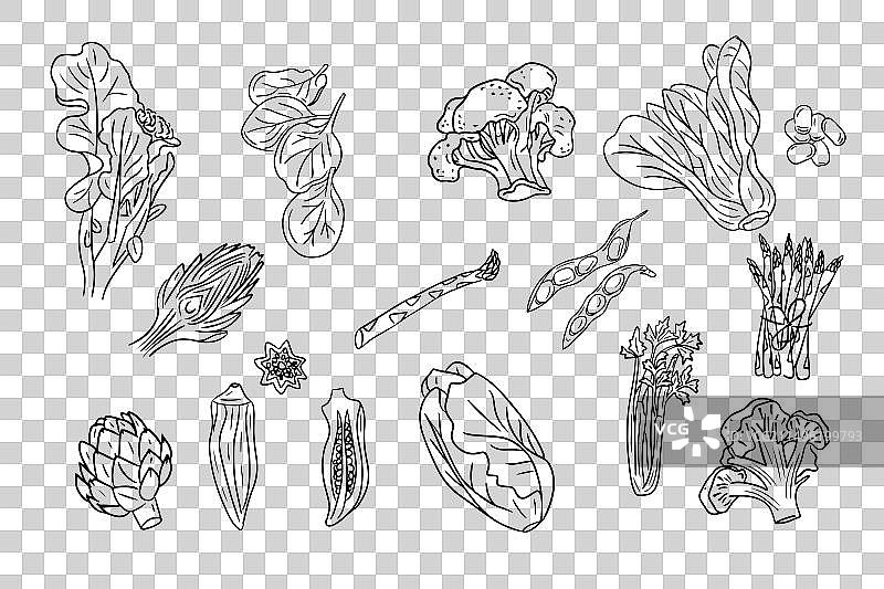 绿色蔬菜速写图轮廓合集图片素材