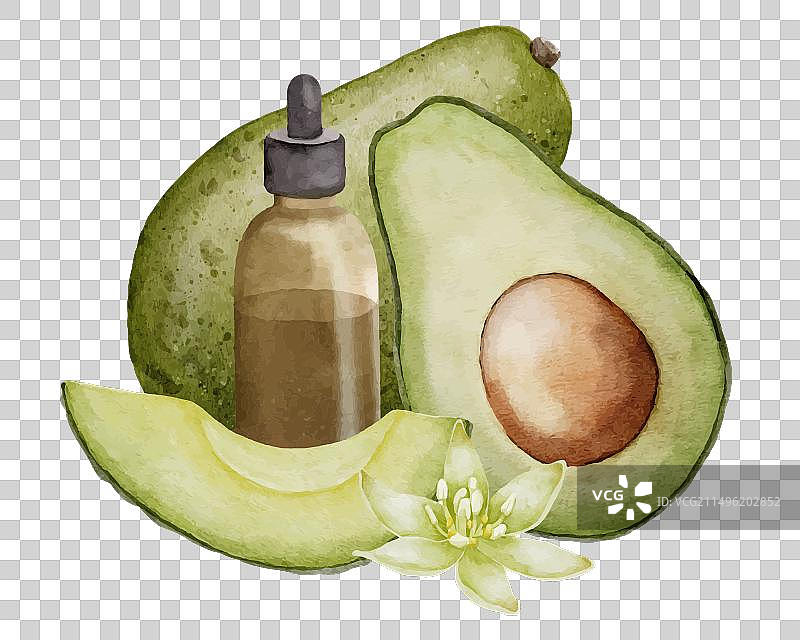 牛油果精油水彩图片素材
