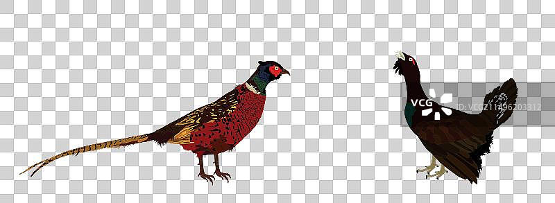 雄性野鸡与松鸡隔离图图片素材