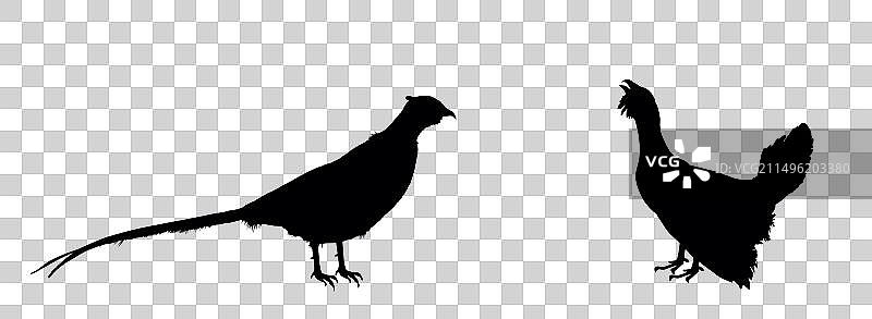 针对松鸡轮廓的阴影雄性野鸡图片素材