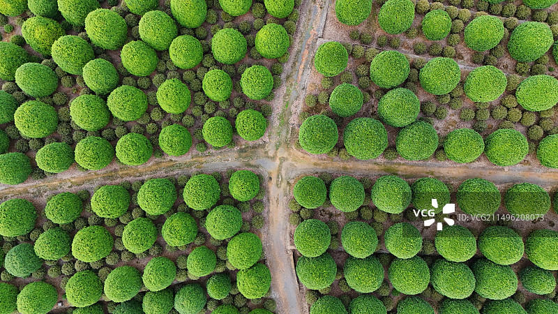 景观树图片素材
