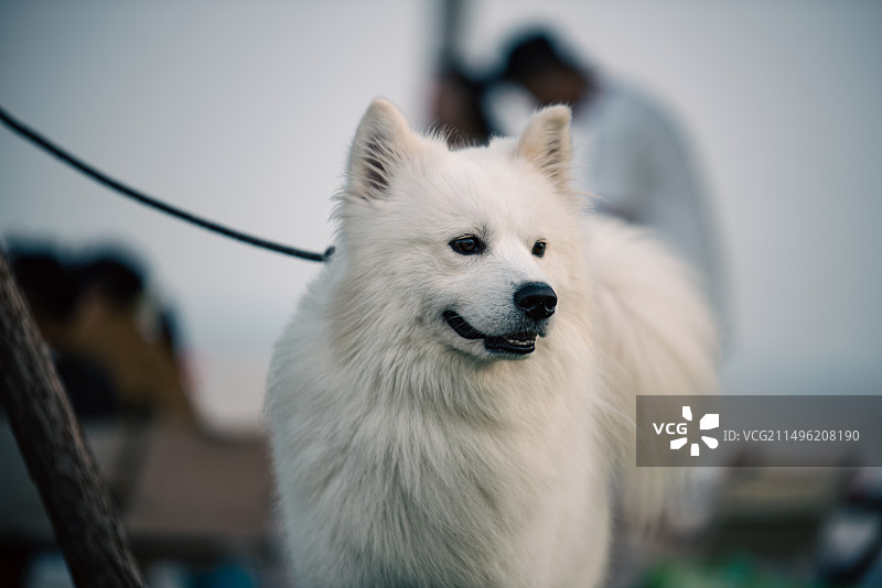 狗的特写肖像图片素材