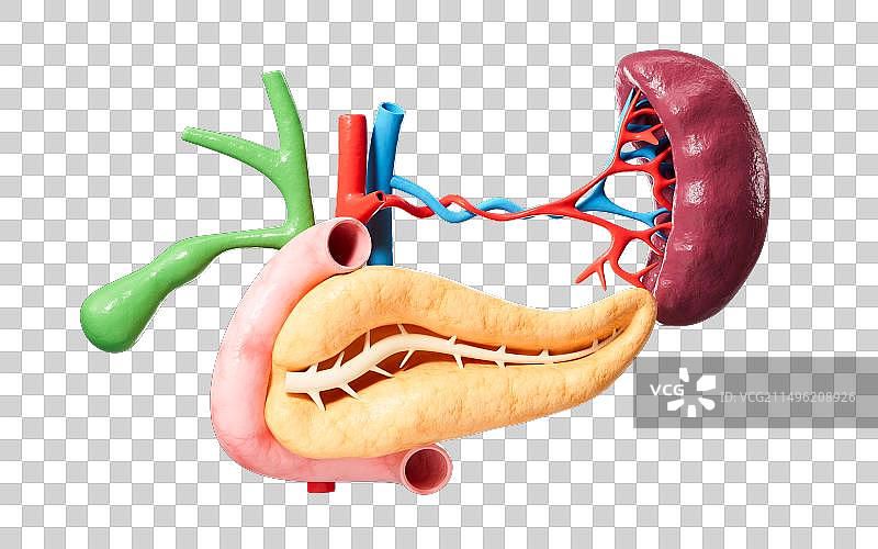 人体内脏胰腺胆囊脾脏器官解剖图3D渲染图片素材