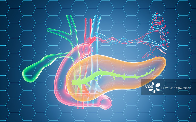 人体消化胰腺胆囊器官解剖图3D渲染图片素材