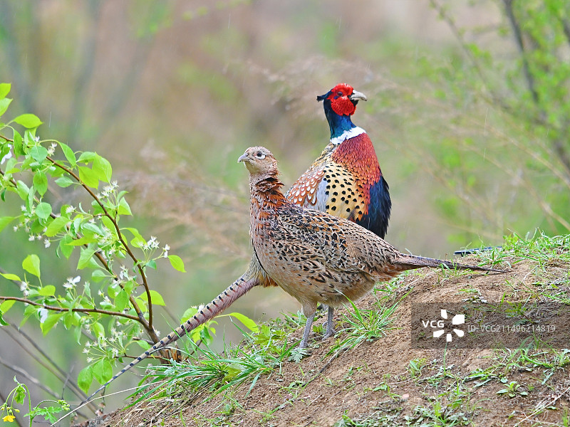 雉鸡巡山图片素材