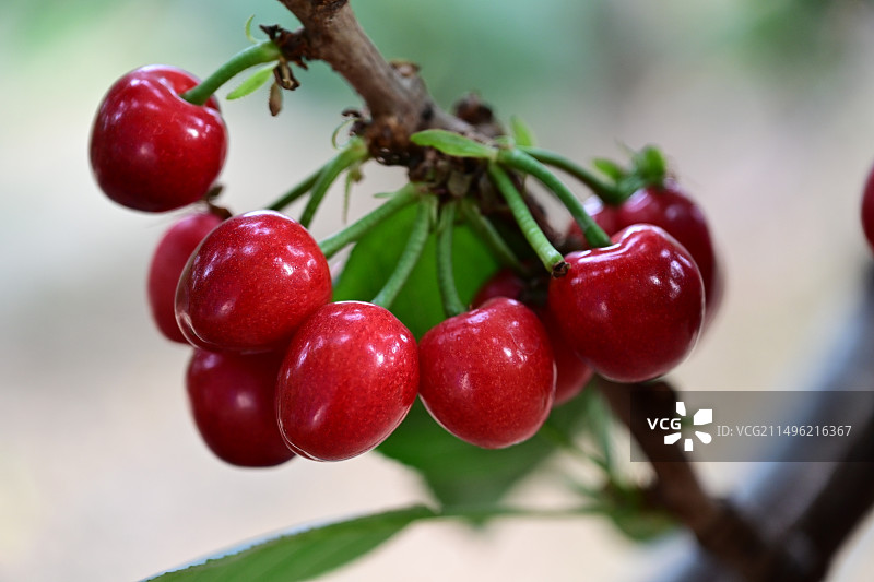 树上生长的红浆果特写镜头图片素材