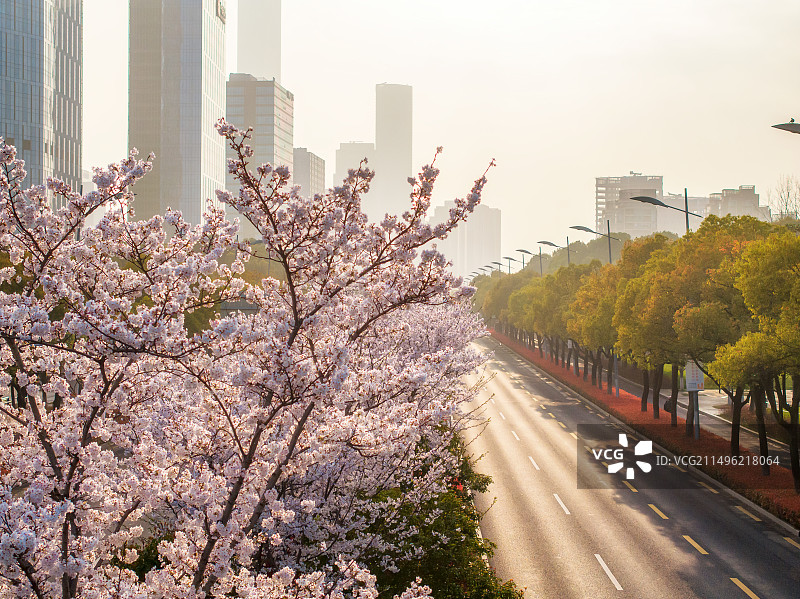 春天傍晚日落时分苏州工业园区樱花盛开的城市道路图片素材