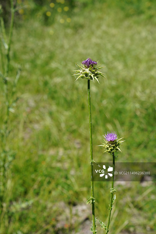 植物摄影：水飞蓟的特写图片素材