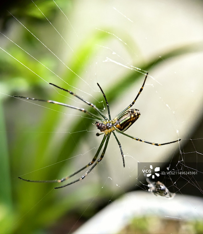 蜘蛛图片素材