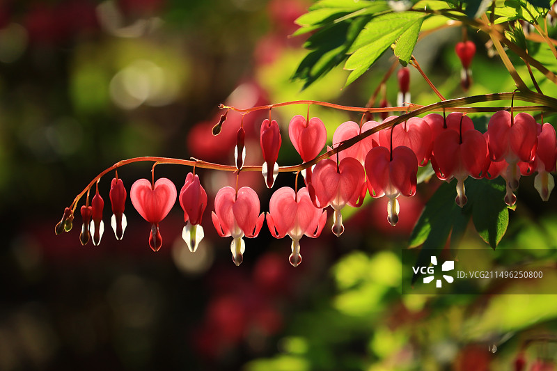 荷苞牡丹图片素材