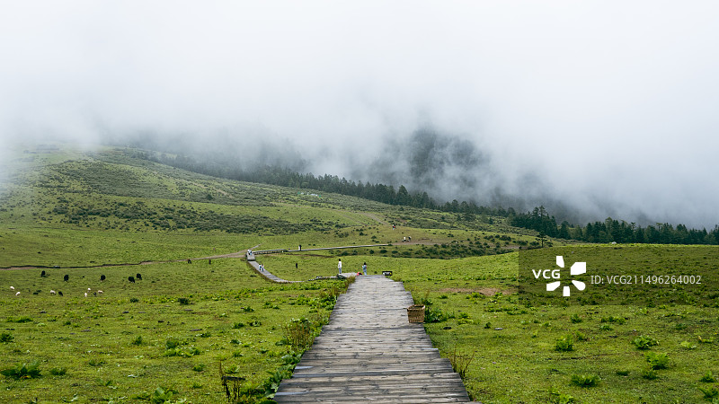 云南丽江玉龙雪山云杉坪图片素材