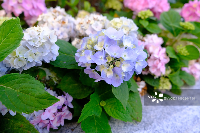 绣球花图片素材