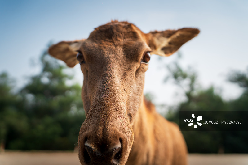 鹿的特写肖像图片素材