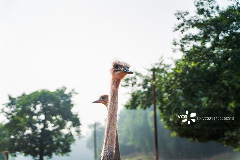 动物园里的鸸鹋图片素材