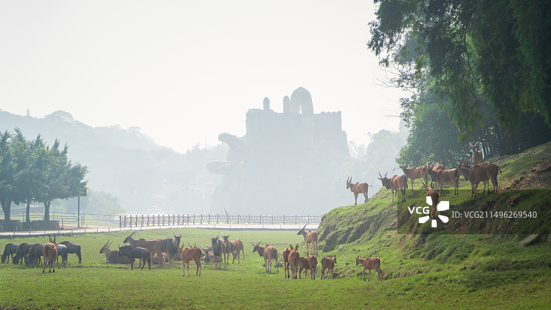 野生动物园里马鹿站在田野上的高角度视图图片素材