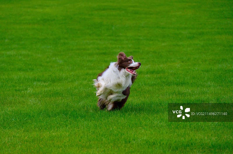 在绿色公园里玩飞盘的边境牧羊犬图片素材
