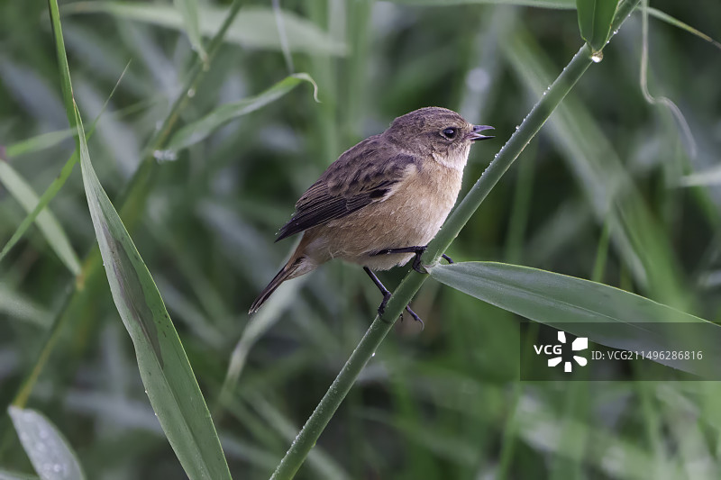 停在草杆上的东亚石䳭图片素材
