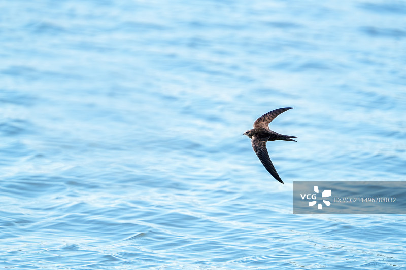 掠过水面的北京雨燕图片素材