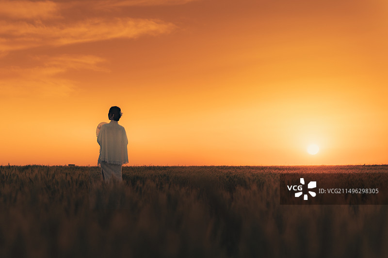 黄昏夕阳下麦田里穿旗袍行走的少女图片素材