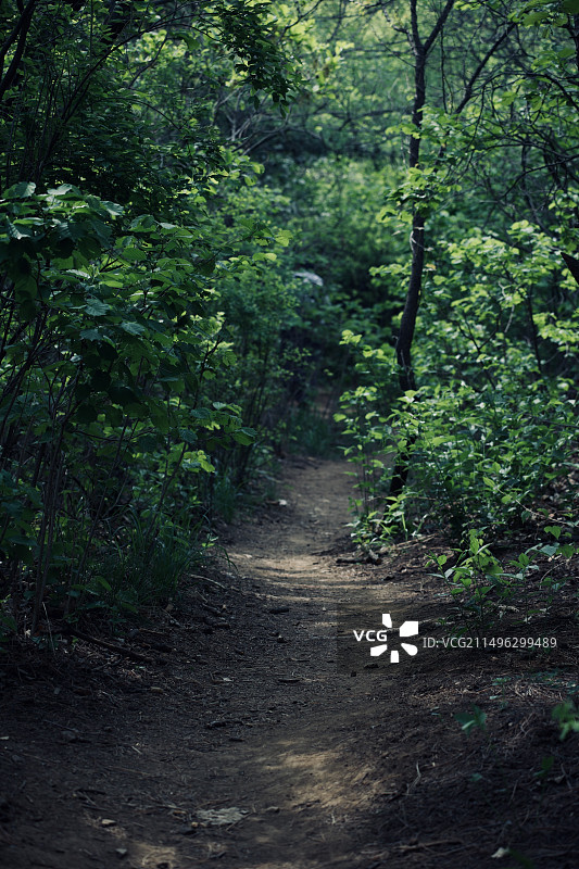 初夏的林间小路图片素材