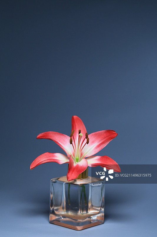 背景下桌上花瓶里的花朵特写镜头图片素材