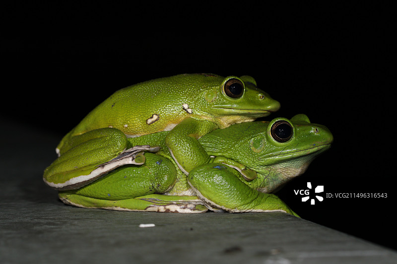 大树蛙图片素材