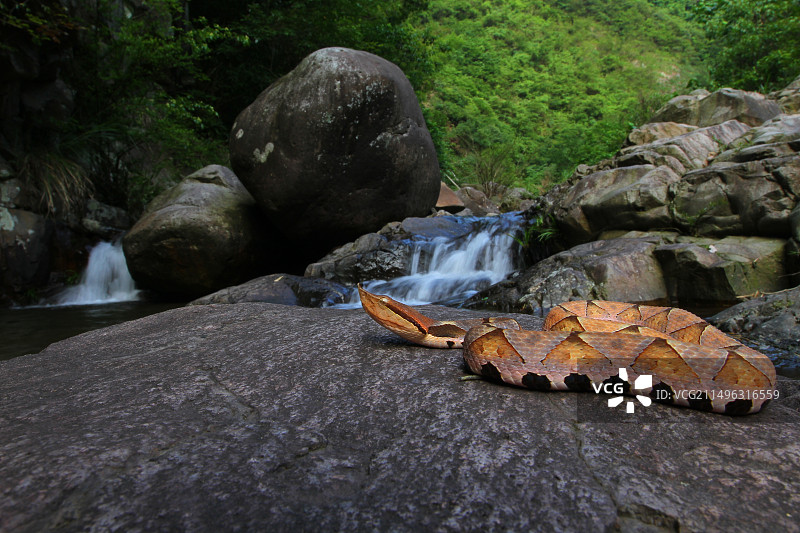 尖吻蝮图片素材