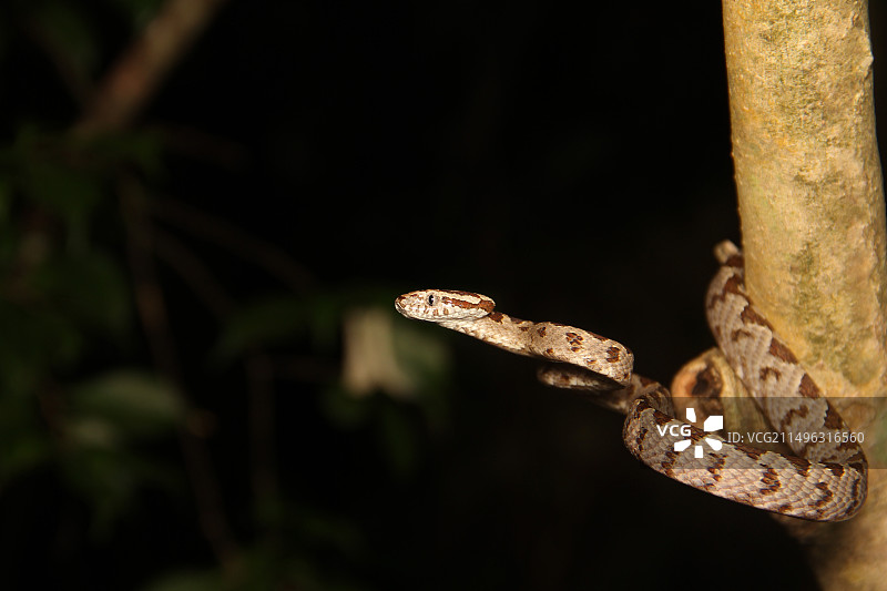 绞花林蛇图片素材