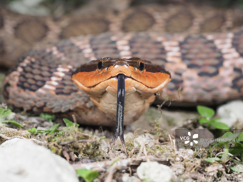 颈棱蛇图片素材