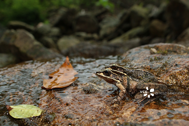 小竹叶蛙图片素材