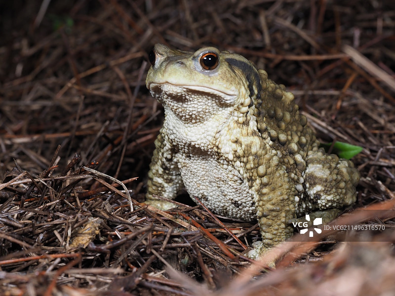 中华蟾蜍图片素材