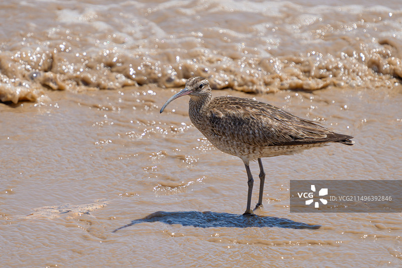 中杓鹬图片素材