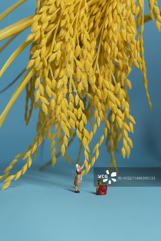 采集稻穗上谷子的农民图片素材