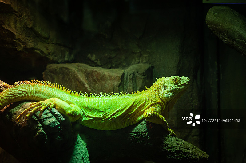 动物园里的各种蜥蜴图片素材