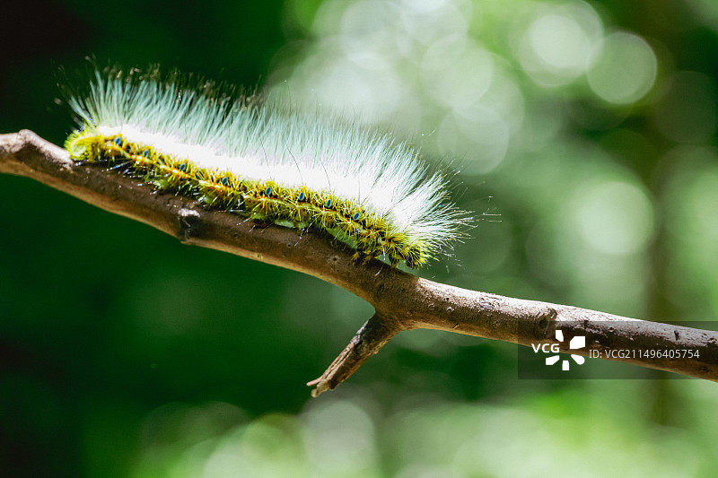 树枝上毛毛虫图片素材