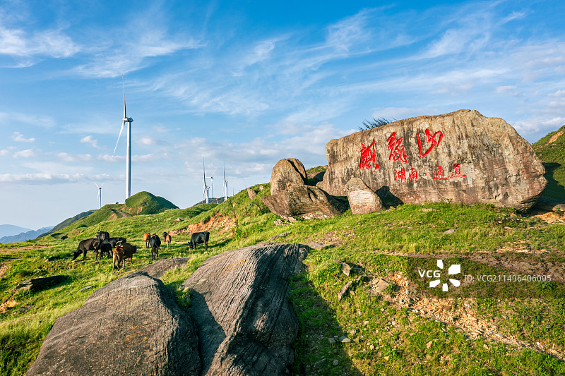 麒麟山风力发电和牛群美丽风光图片素材