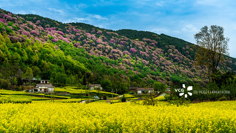 汉中油菜花图片素材