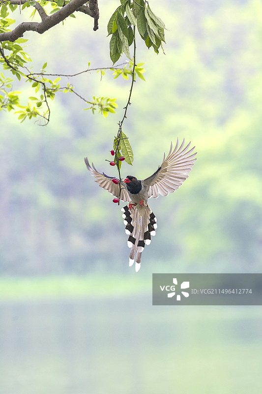 红嘴蓝鹊图片素材