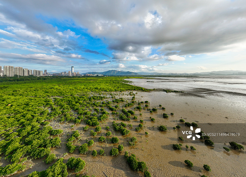 中国广东深圳福田红树林湿地公园全景航拍图片素材