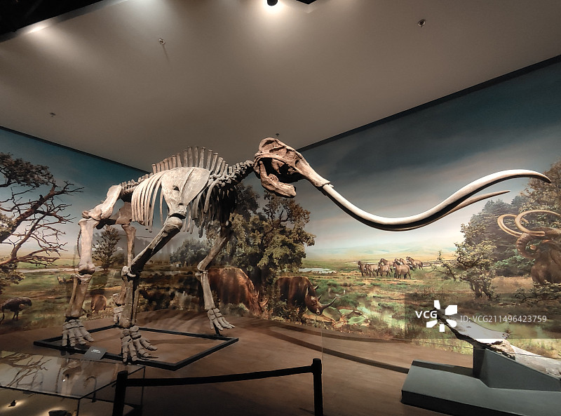 博物馆大象骨架展示图片素材