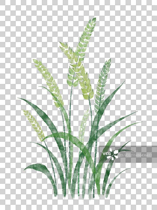 水墨中国风小麦麦穗插画元素图片素材