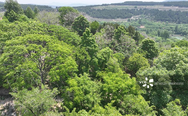 山东枣庄夏日的山林图片素材